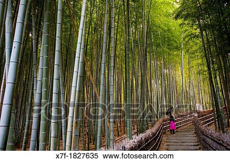 Bamboo forest, in Adashino Nembutsu ji temple, Arashiyama, Kyoto View Large Photo Image Stock Photography - Bamboo forest, in Adashino Nembutsu ji temple, Arashiyama, Kyoto. Fotosearch