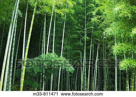 Bamboo forest in Arashiyama park, Kyoto, Japan View Large Photo Image Stock Image - Bamboo forest in Arashiyama park, Kyoto, Japan. Fotosearch