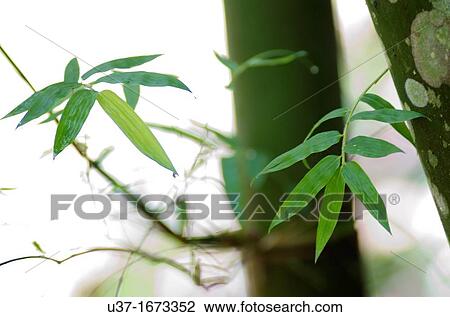 Bamboo Garden in Semengoh Wildlife Centre, Sarawak, Malaysia. View Large Photo Image Stock Image - Bamboo Garden in Semengoh Wildlife Centre, Sarawak, Malaysia.. Fotosearch