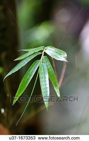 Stock Image - Bamboo Garden in Semengoh Wildlife Centre, Sarawak, Malaysia.. Fotosearch