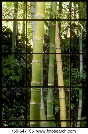Stock Photography - Bamboo garden. Kamenoi-Besso Ryokan. Yufuin. Kyushu island. Japan.. Fotosearch