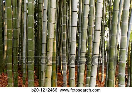 Bamboo garden, Kodaiji Temple, Gion, Kyoto, Japan. View Large Photo Image Stock Photograph - Bamboo garden, Kodaiji Temple, Gion, Kyoto, Japan.. Fotosearch