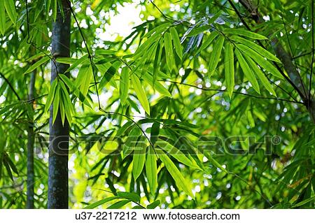 Stock Image - Bamboo garden. Semenggoh Wildlife Centre, Sarawak, Malaysia.. Fotosearch