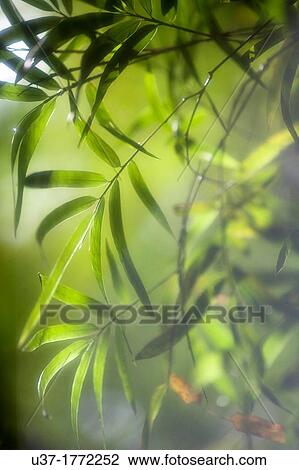 Bamboo Garden, Semengoh Wildlife Centre, Sarawak, Malaysia. View Large Photo Image Stock Image - Bamboo Garden, Semengoh Wildlife Centre, Sarawak, Malaysia.. Fotosearch