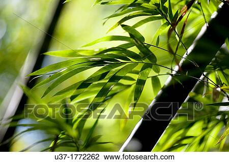 Bamboo Garden, Semengoh Wildlife Centre, Sarawak, Malaysia. View Large Photo Image Stock Image - Bamboo Garden, Semengoh Wildlife Centre, Sarawak, Malaysia.. Fotosearch