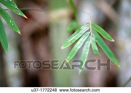Bamboo Garden, Semengoh Wildlife Centre, Sarawak, Malaysia. View Large Photo Image Stock Photo - Bamboo Garden, Semengoh Wildlife Centre, Sarawak, Malaysia.. Fotosearch