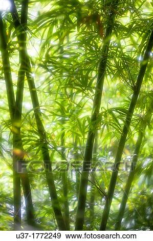 Bamboo Garden, Semengoh Wildlife Centre, Sarawak, Malaysia. View Large Photo Image Stock Photo - Bamboo Garden, Semengoh Wildlife Centre, Sarawak, Malaysia.. Fotosearch