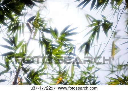 Bamboo Garden, Semengoh Wildlife Centre, Sarawak, Malaysia. View Large Photo Image Stock Photo - Bamboo Garden, Semengoh Wildlife Centre, Sarawak, Malaysia.. Fotosearch