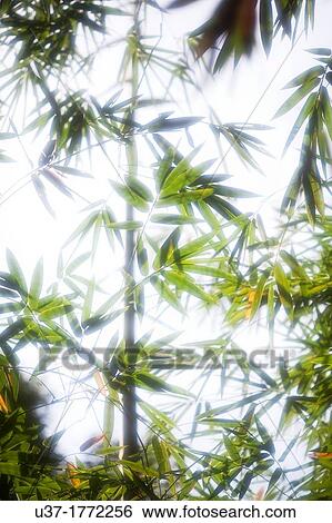 Bamboo Garden, Semengoh Wildlife Centre, Sarawak, Malaysia. View Large Photo Image Stock Photograph - Bamboo Garden, Semengoh Wildlife Centre, Sarawak, Malaysia.. Fotosearch