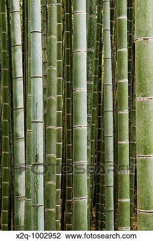 Stock Image - Bamboo grove in Arashiyama Japan. Fotosearch