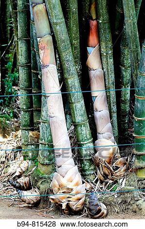 Stock Photo - Bamboo in Kandy botanical gardens, Sri Lanka. Fotosearch