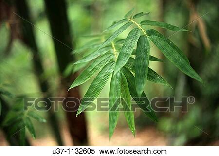 Bamboo leaf, Asia View Large Photo Image Stock Photography - Bamboo leaf, Asia. Fotosearch