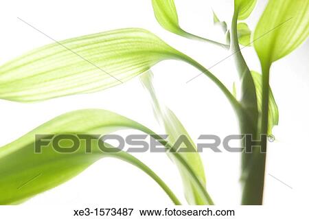 Stock Photo - Bamboo leafs. Fotosearch