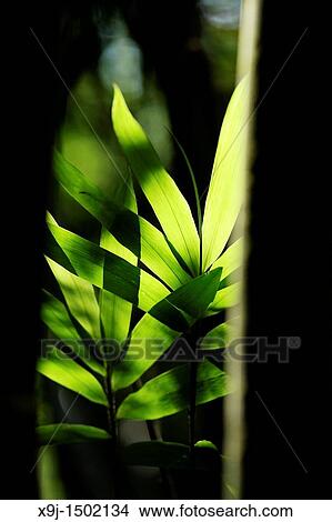 bamboo leave, asian View Large Photo Image Picture - bamboo leave, asian. Fotosearch