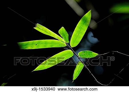 Bamboo leave, asian View Large Photo Image Stock Image - Bamboo leave, asian. Fotosearch