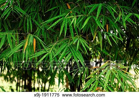 Bamboo leave, asian View Large Photo Image Stock Photography - Bamboo leave, asian. Fotosearch