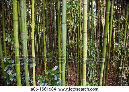 Bamboo Phyllostachys sp., Royal Golf Club of San Sebastian, Hondarribia, Guipuzcoa, Basque Country, Spain. View Large Photo Image Picture - Bamboo Phyllostachys sp., Royal Golf Club of San Sebastian, Hondarribia, Guipuzcoa, Basque Country, Spain.. Fotosearch