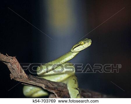 Stock Photo - Bamboo pit viper juvi (trimeresurus gramineus) at matheran, india.. Fotosearch