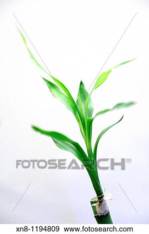 Bamboo Shoots View Large Photo Image Stock Photo - Bamboo Shoots. Fotosearch