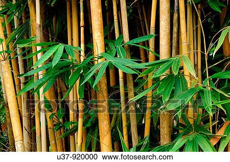 Stock Image - Bamboo. Fotosearch