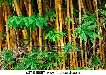 Bamboo View Large Photo Image Stock Photo - Bamboo. Fotosearch