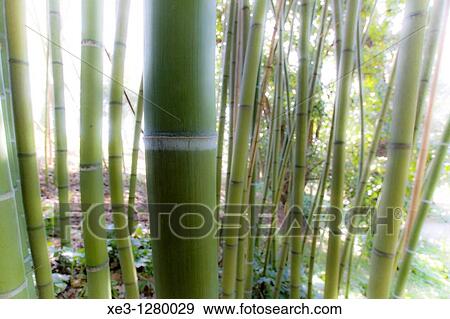 Bamboo View Large Photo Image Stock Photo - Bamboo. Fotosearch