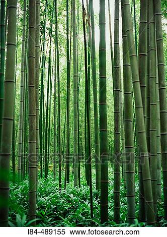 Bamboo View Large Photo Image Stock Photography - Bamboo. Fotosearch