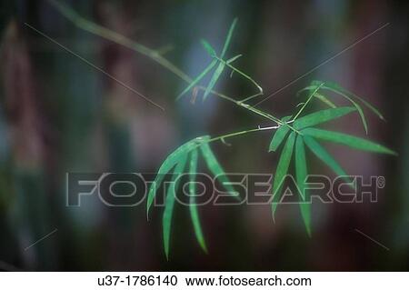Stock Image - Bamboos. Image taken at Deems Botanical Bamboo Garden, Senggei, Sarawak, Malaysia.. Fotosearch