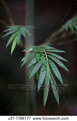 Stock Photo - Bamboos. Image taken at Deems Botanical Bamboo Garden, Senggei, Sarawak, Malaysia.. Fotosearch