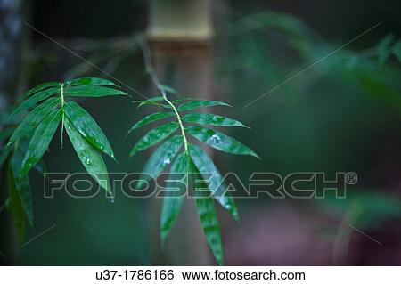 Stock Photograph - Bamboos. Image taken at Deems Botanical Bamboo Garden, Senggei, Sarawak, Malaysia.. Fotosearch