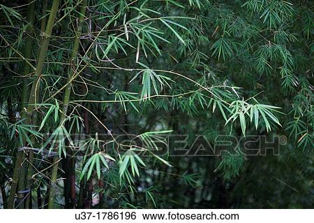 Bamboos. Image taken at Deems Botanical Bamboo Garden, Senggei, Sarawak, Malaysia. View Large Photo Image Stock Photograph - Bamboos. Image taken at Deems Botanical Bamboo Garden, Senggei, Sarawak, Malaysia.. Fotosearch