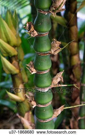 Stock Image - Bamboos. Image taken at Hainan Island, China.. Fotosearch