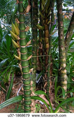Bamboos. Image taken at Hainan Island, China. View Large Photo Image Stock Photo - Bamboos. Image taken at Hainan Island, China.. Fotosearch