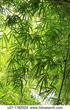 Bamboos. Image taken at Kampung Satau, Singai, Sarawak, Malaysia. View Large Photo Image Picture - Bamboos. Image taken at Kampung Satau, Singai, Sarawak, Malaysia.. Fotosearch