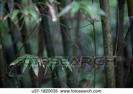 Stock Photography - Bamboos. Image taken at Penglai, Taiwan.. Fotosearch