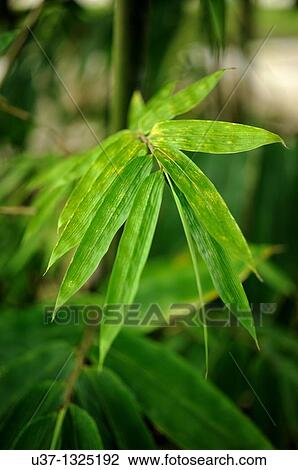 Stock Image - Bamboos. Orchid Garden, Kuching, Sarawak, Malaysia.. Fotosearch