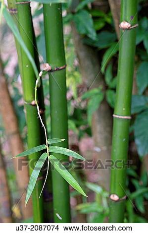 Bamboos. Semengoh Wildlife Centre, Sarawak, Malaysia. View Large Photo Image Picture - Bamboos. Semengoh Wildlife Centre, Sarawak, Malaysia.. Fotosearch