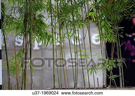 Bamboos, Seminyak Road, Bali View Large Photo Image Picture - Bamboos, Seminyak Road, Bali. Fotosearch