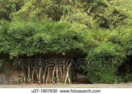 Bamboos taken at The famous chinese movie Liu Shan Jie cultural village, China. View Large Photo Image Stock Image - Bamboos taken at The famous chinese movie Liu Shan Jie cultural village, China.. Fotosearch