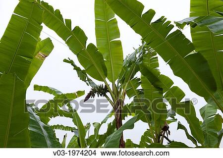 Banana crops near Filobobos River, Veracruz, Mexico. View Large Photo Image Picture - Banana crops near Filobobos River, Veracruz, Mexico.. Fotosearch