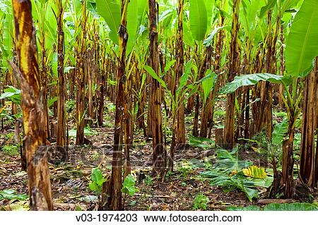 Banana crops near Filobobos River, Veracruz, Mexico. View Large Photo Image Stock Image - Banana crops near Filobobos River, Veracruz, Mexico.. Fotosearch