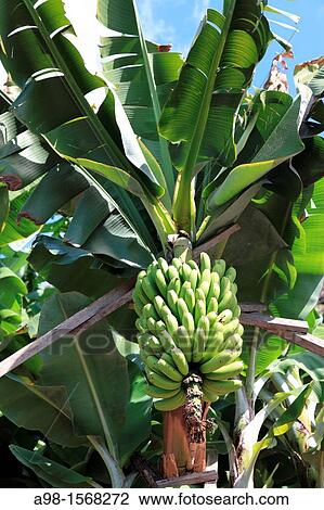 banana tree and banana fruit on tree on the island of Madeira, Portugal, Europe. View Large Photo Image Stock Image - banana tree and banana fruit on tree on the island of Madeira, Portugal, Europe.. Fotosearch