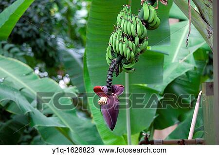 Banana tree in flower, Molokai, Hawaii View Large Photo Image Stock Image - Banana tree in flower, Molokai, Hawaii. Fotosearch