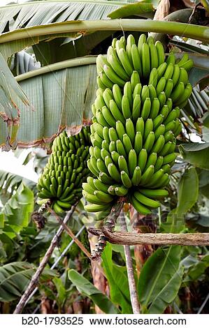 Banana tree planting, Near San andres y Sauces, La Palma, Canary Island, Spain View Large Photo Image Stock Photography - Banana tree planting, Near San andres y Sauces, La Palma, Canary Island, Spain. Fotosearch