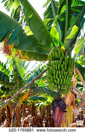 Stock Image - Banana tree, Tenerife, Canary Islands, Spain.. Fotosearch