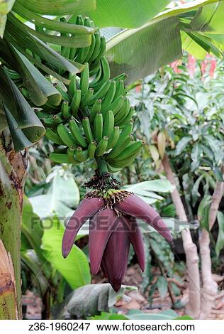 Banana tree with bloom, La Gomera, Canaries. View Large Photo Image Stock Photo - Banana tree with bloom, La Gomera, Canaries.. Fotosearch