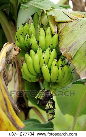 Banana trees, Kuching, Sarawak, Malaysia View Large Photo Image Picture - Banana trees, Kuching, Sarawak, Malaysia. Fotosearch