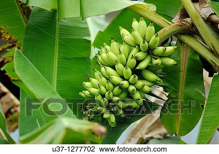 Banana trees, Kuching, Sarawak, Malaysia View Large Photo Image Stock Image - Banana trees, Kuching, Sarawak, Malaysia. Fotosearch