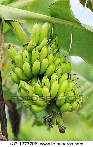 Banana trees, Kuching, Sarawak, Malaysia View Large Photo Image Stock Photograph - Banana trees, Kuching, Sarawak, Malaysia. Fotosearch
