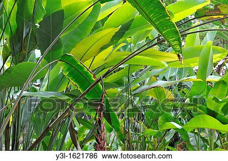 Stock Photograph - Banana trees (Musa sp. ) leaves, Big Island, Hawaii Islands, USA. Fotosearch
